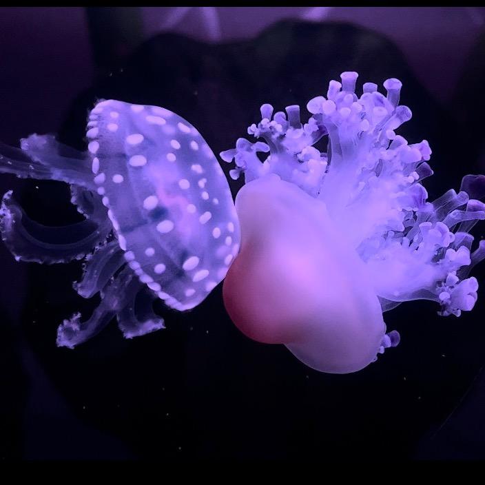 溺水海蜇皮🪼