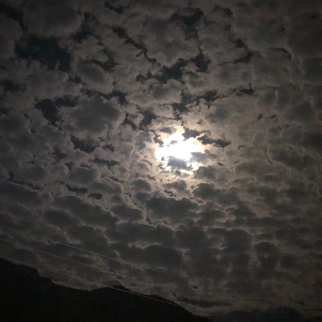 毛
