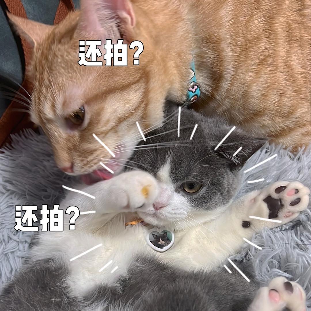 章鱼