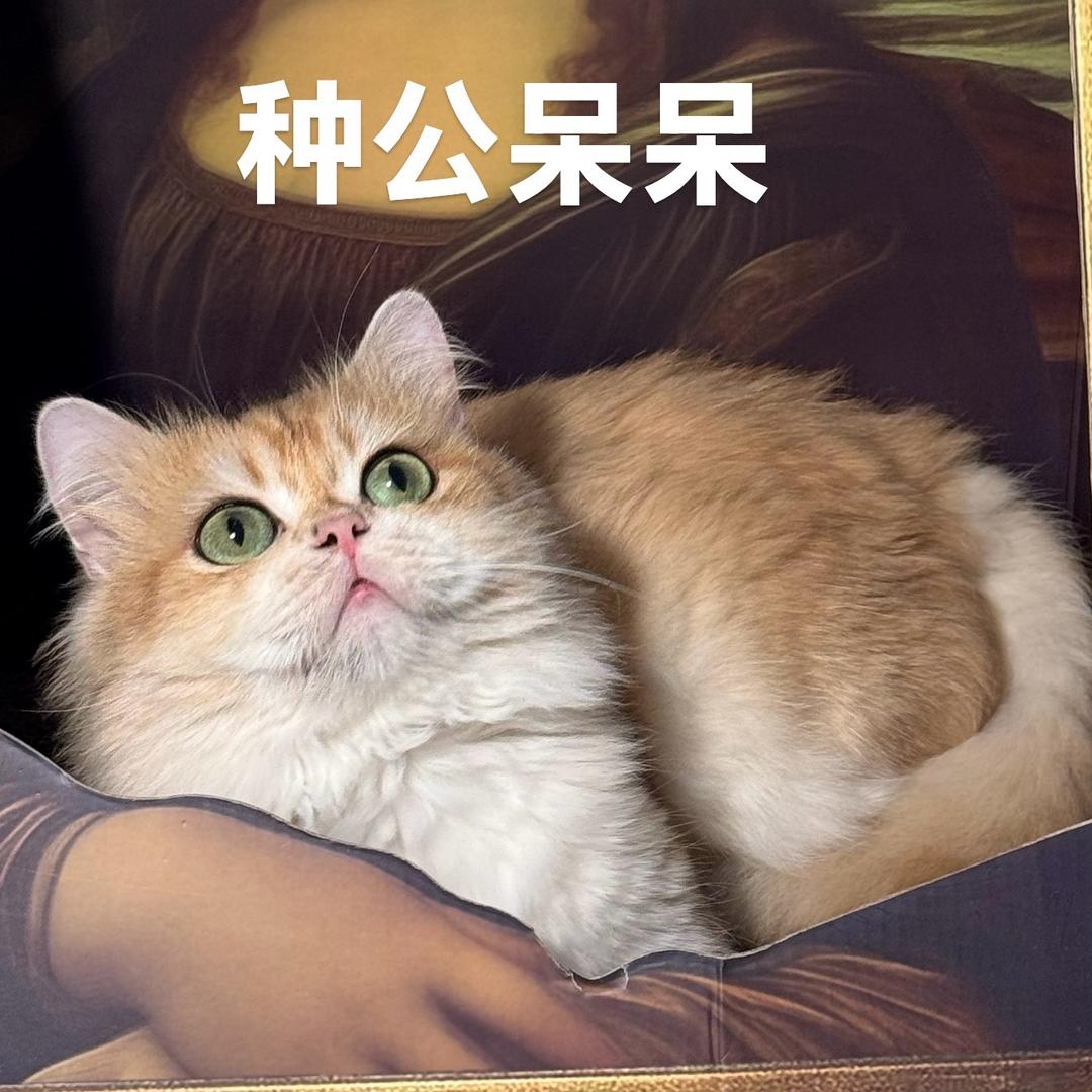 呆呆猫舍（可以上门选猫）