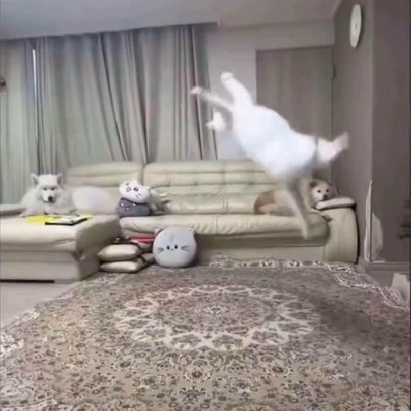 飞科