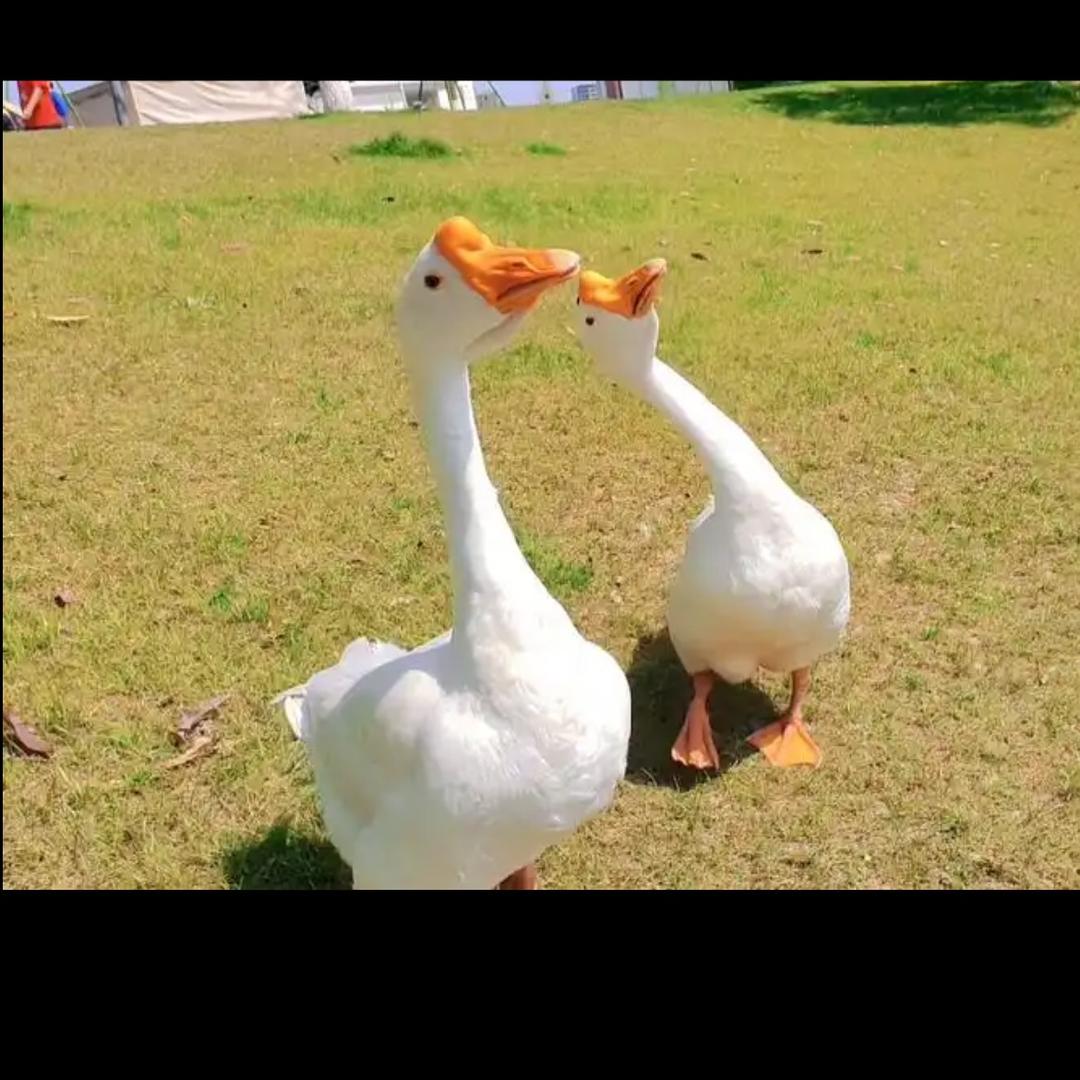 发财鹅🪿💰