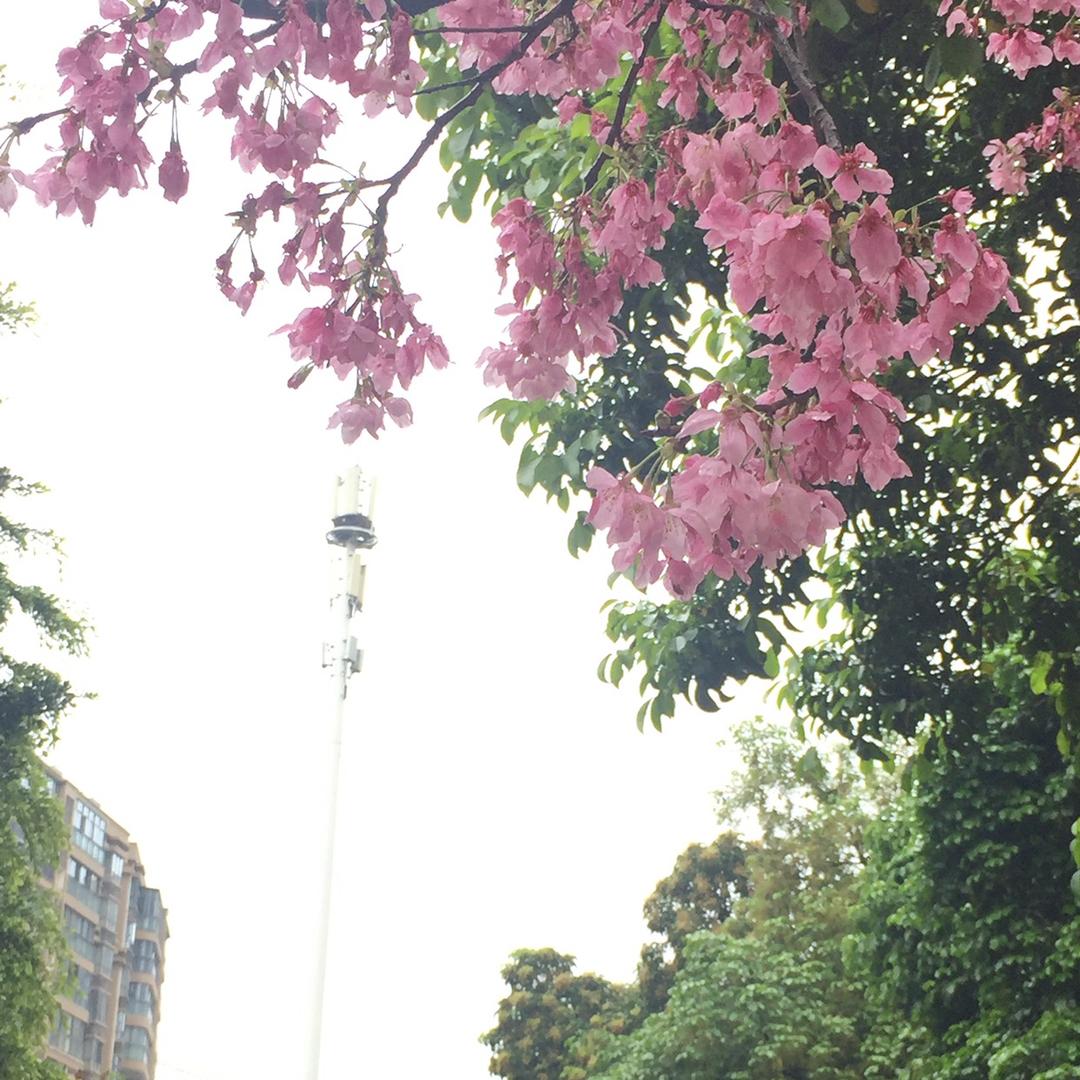 大集优选🛒