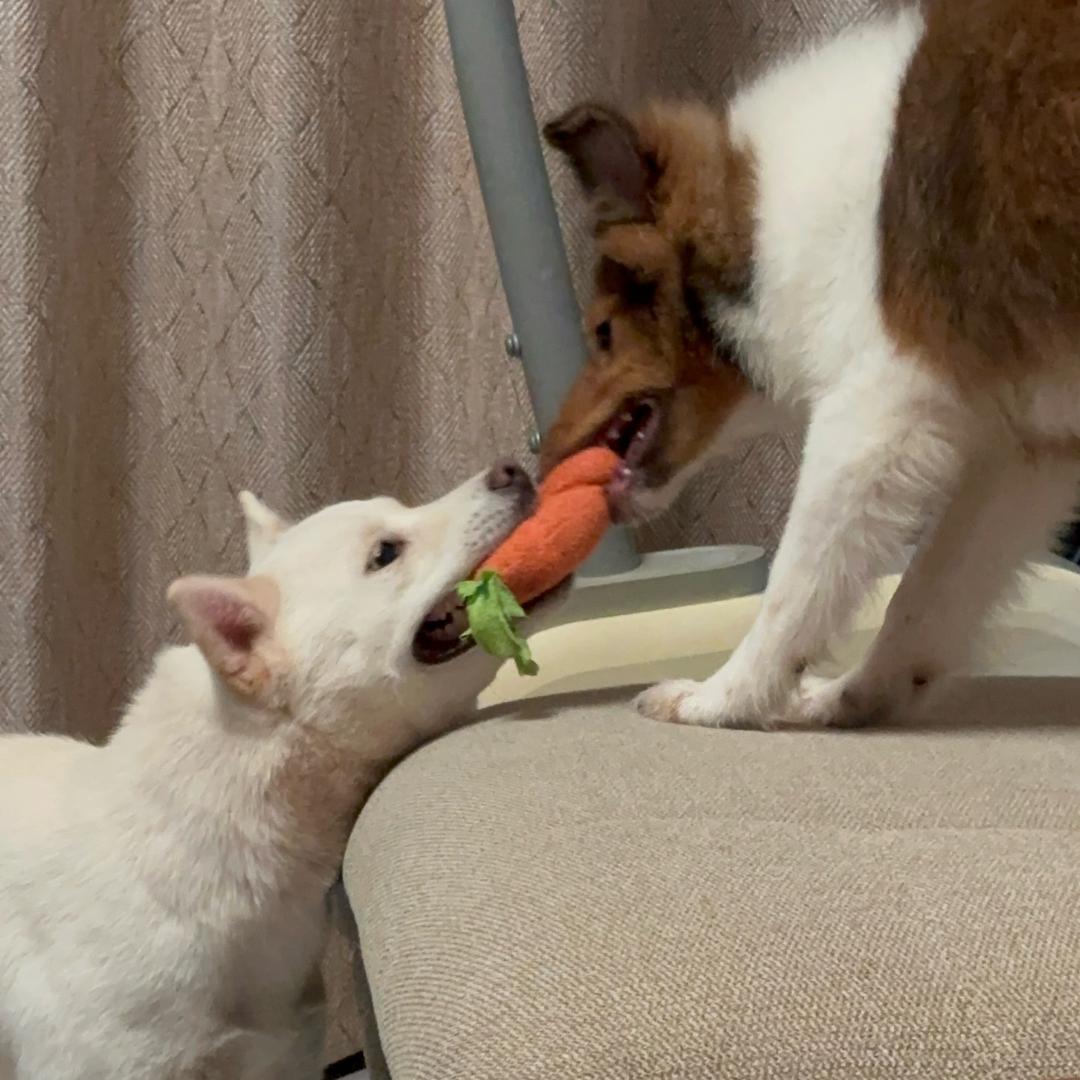 粽粽喜力贝多芬