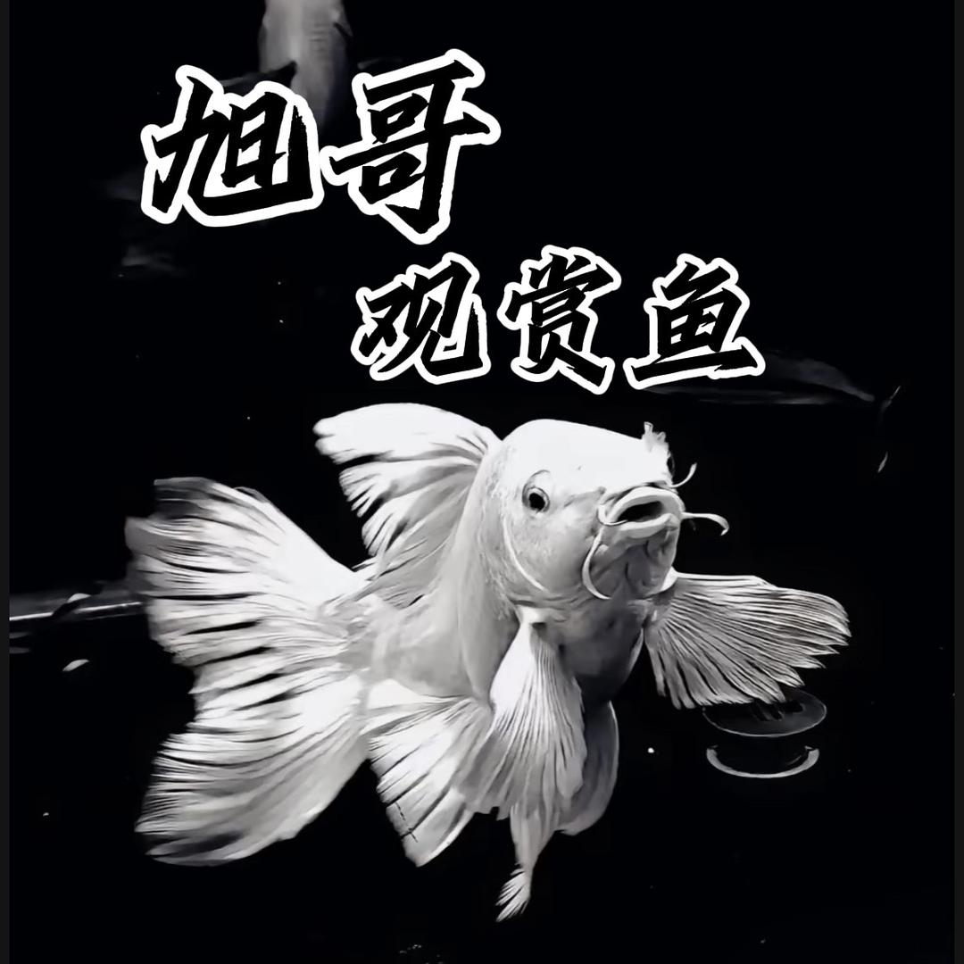 旭哥观赏鱼