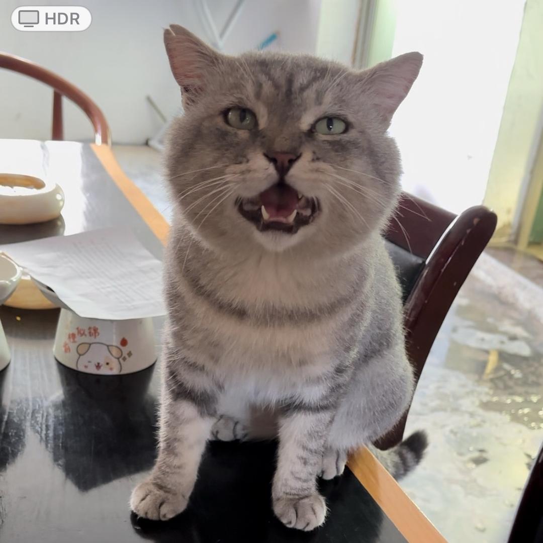 喵星驻地球办事处