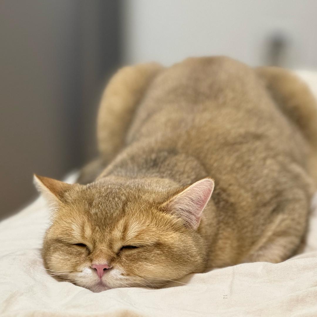 晋野