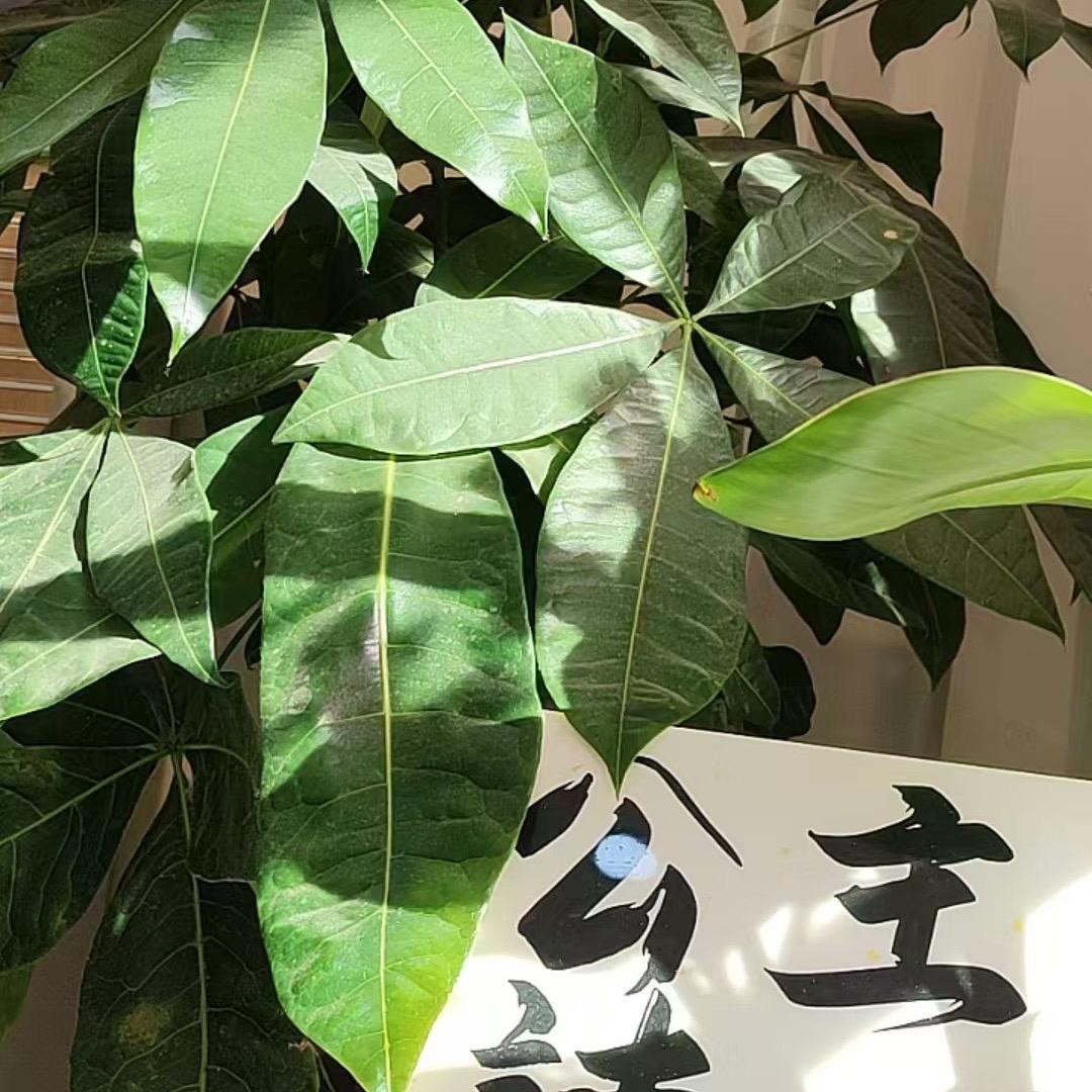 兜有米