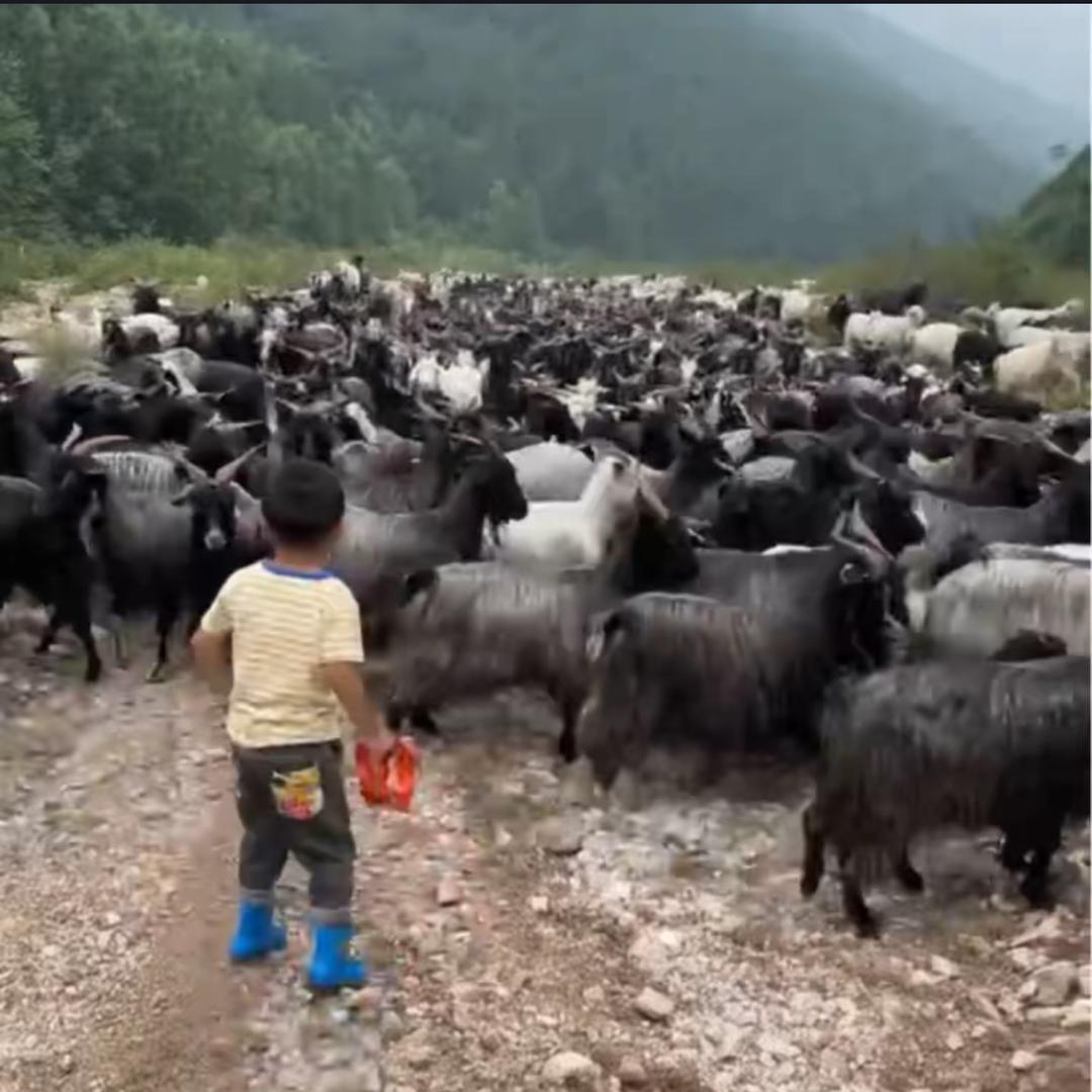 小勇嫂生态跑山黑山羊肉