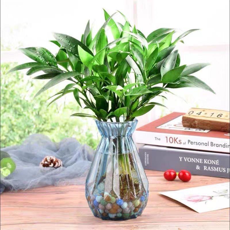 四季常青好养活