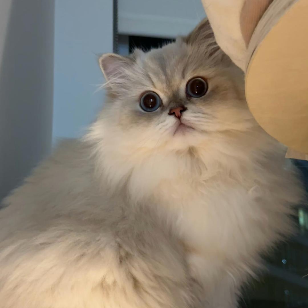洛洛