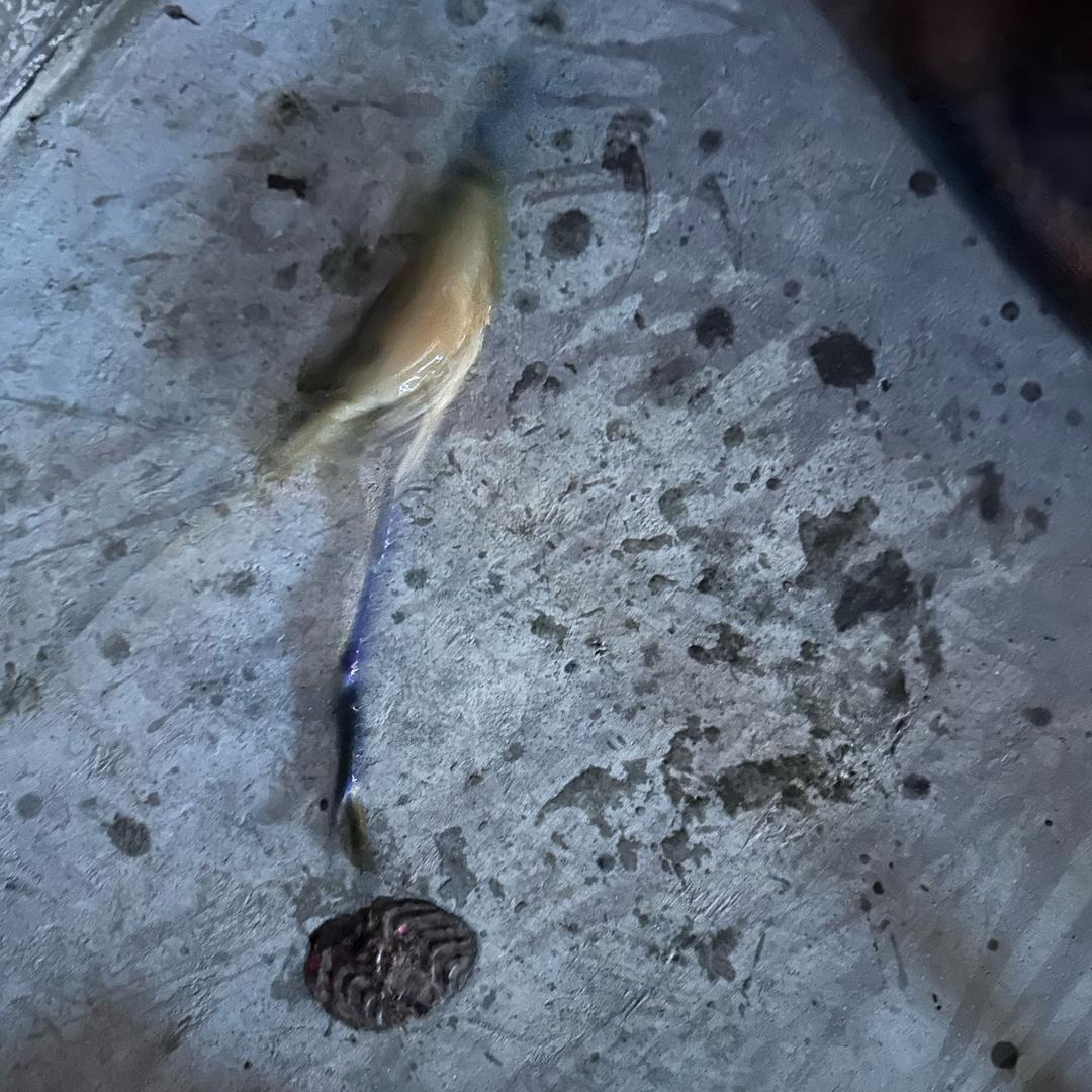 小鱼小鱼快上钩