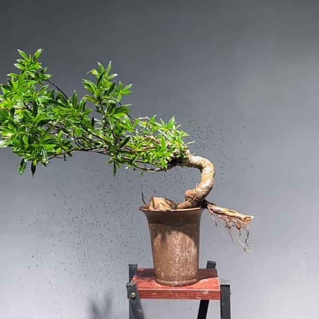 逢艺桩园花景园