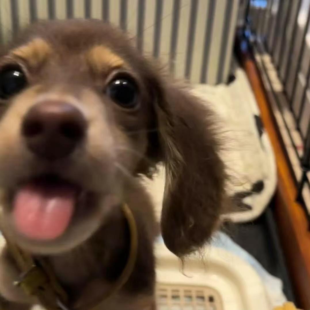 打不过