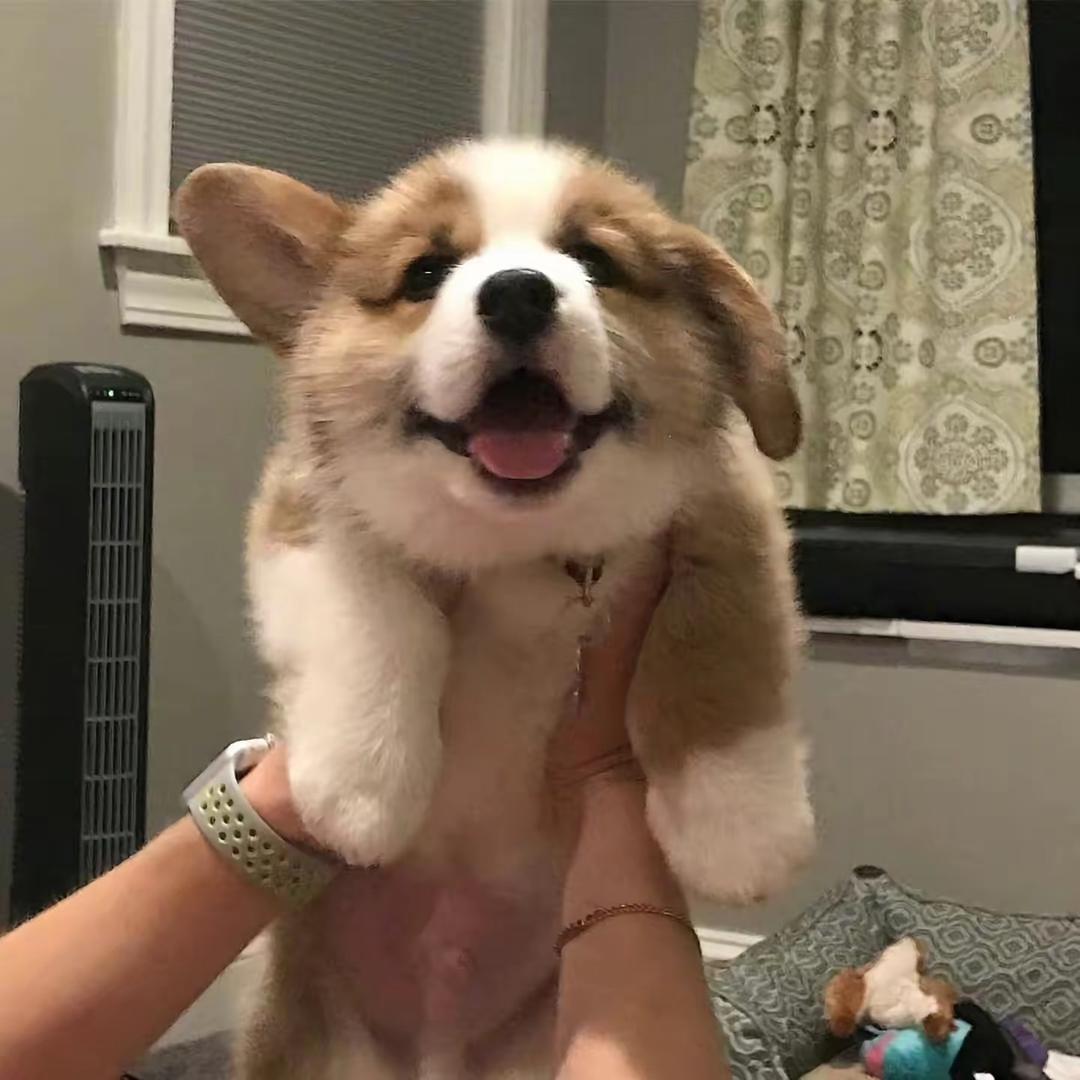 翻身的闲鱼