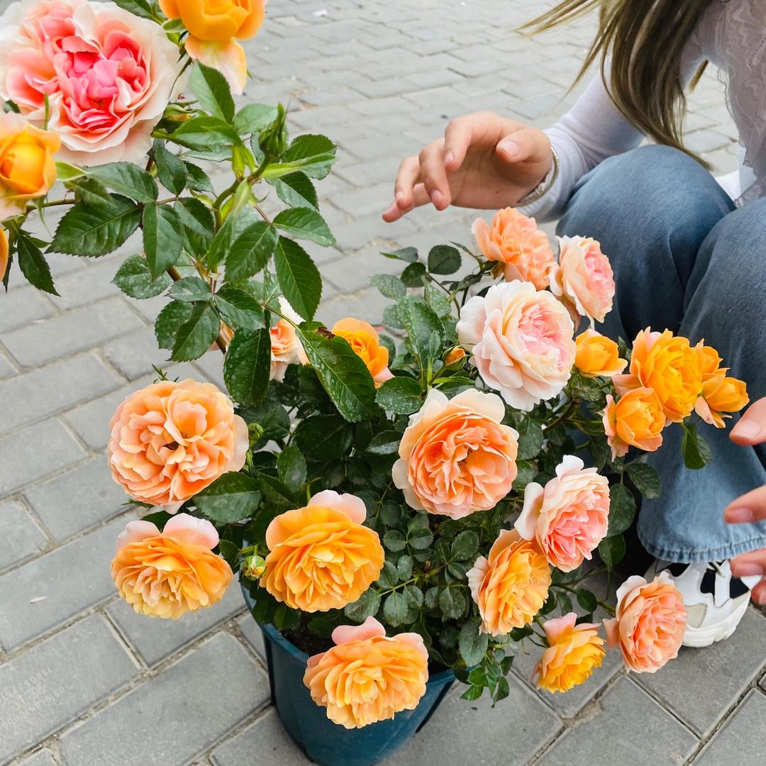 菲妮花苑