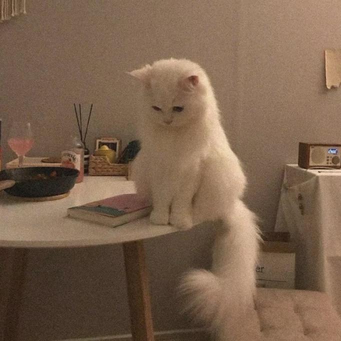 焦糖.米麻薯  🌷