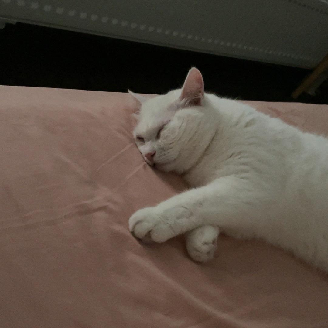 兮兮嘻嘻