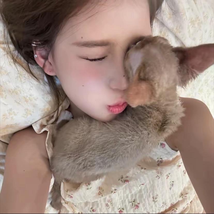 汉堡的猪