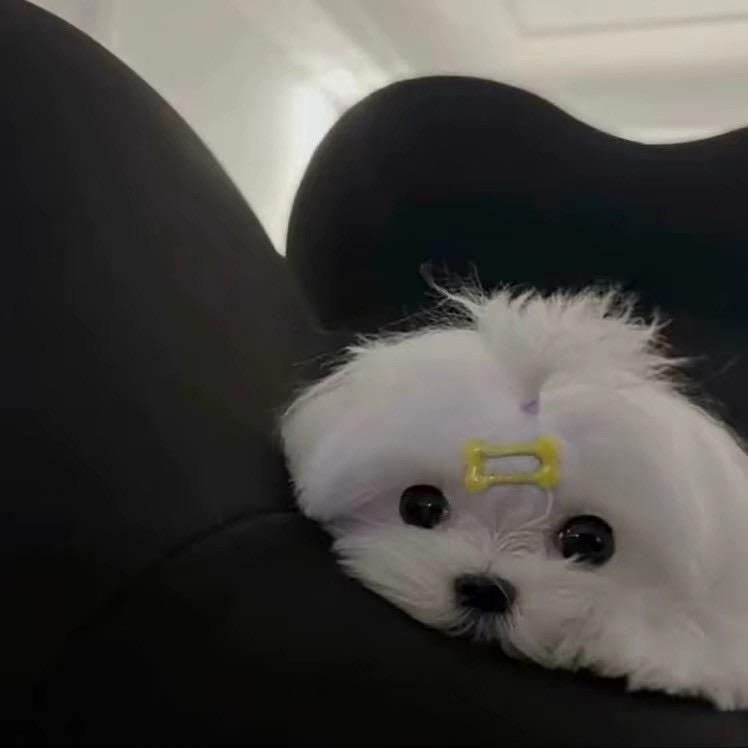 天浩（🐷页有🐎）