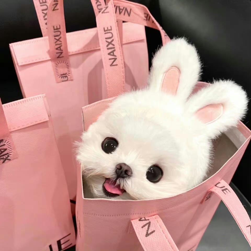 球球你了