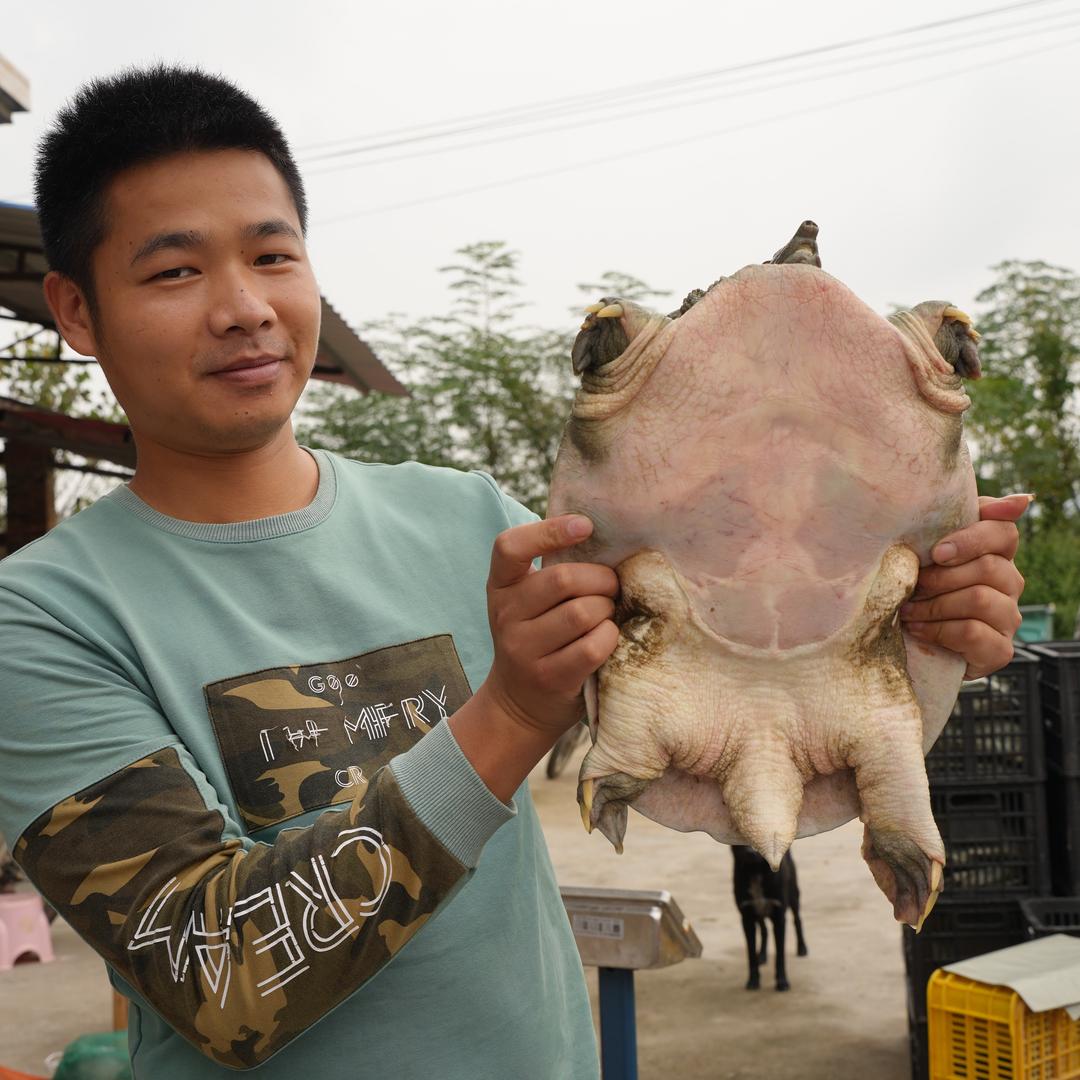 甲鱼苗养殖批发