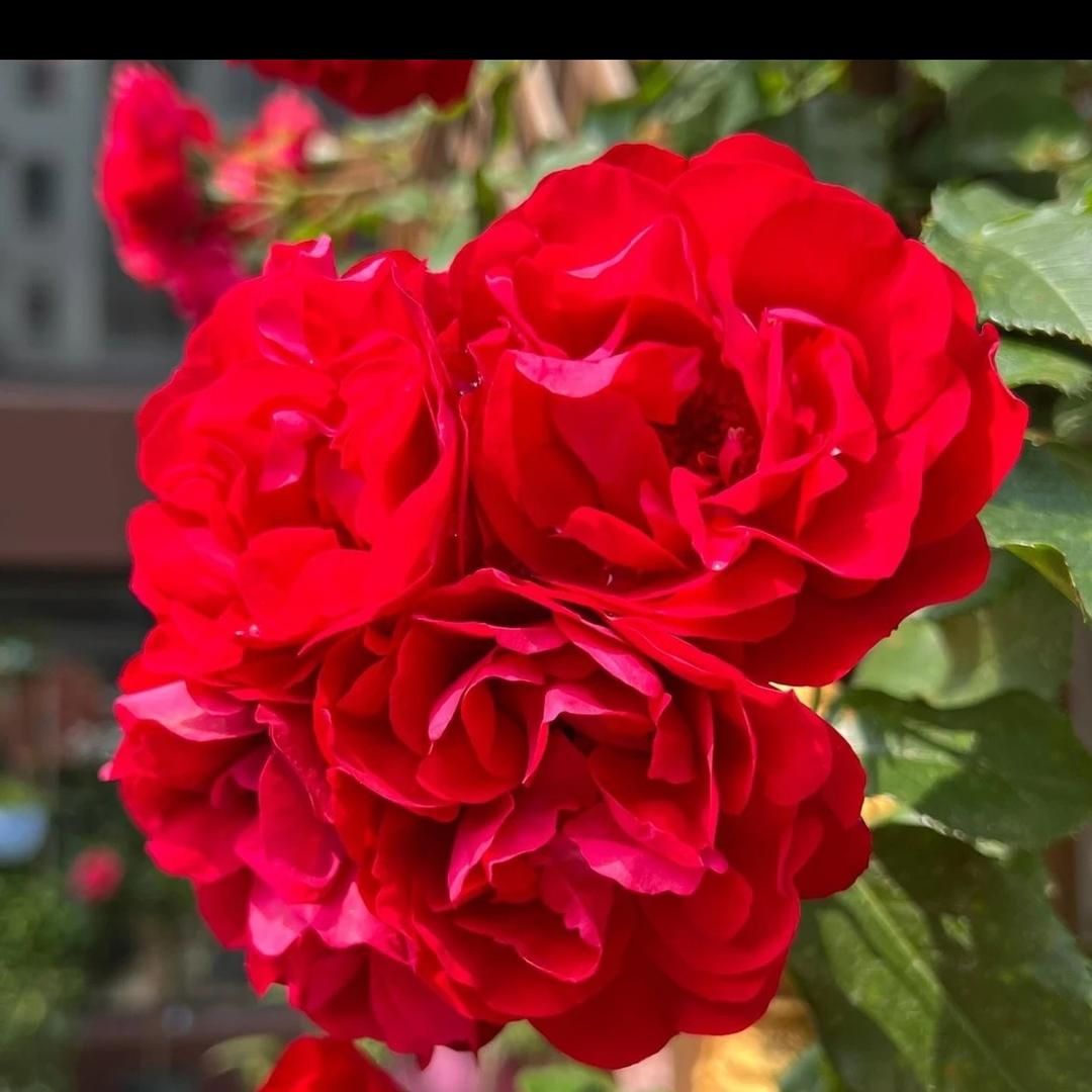 啾啾月季花卉园艺