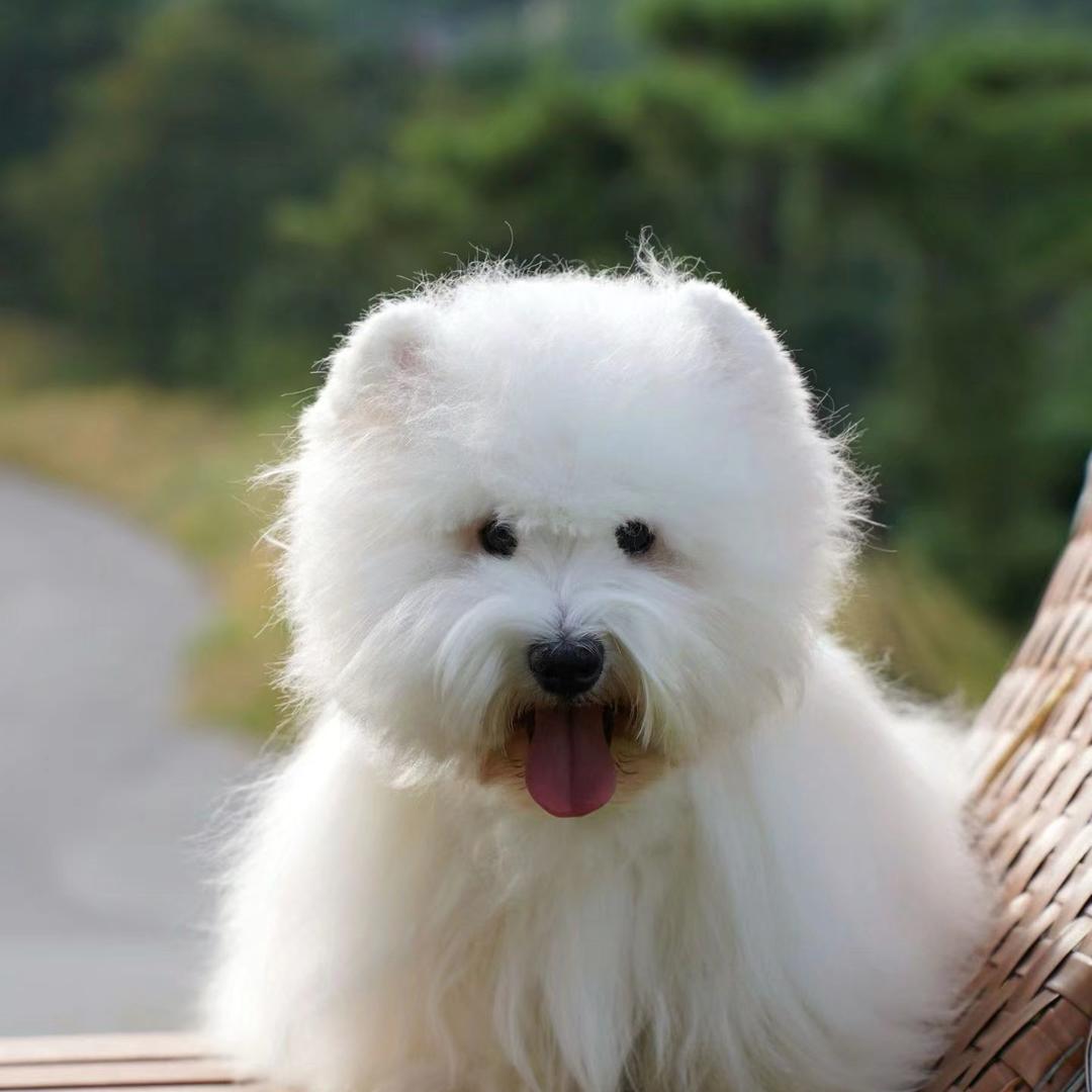 CKU吉派西高地（繁育日常）