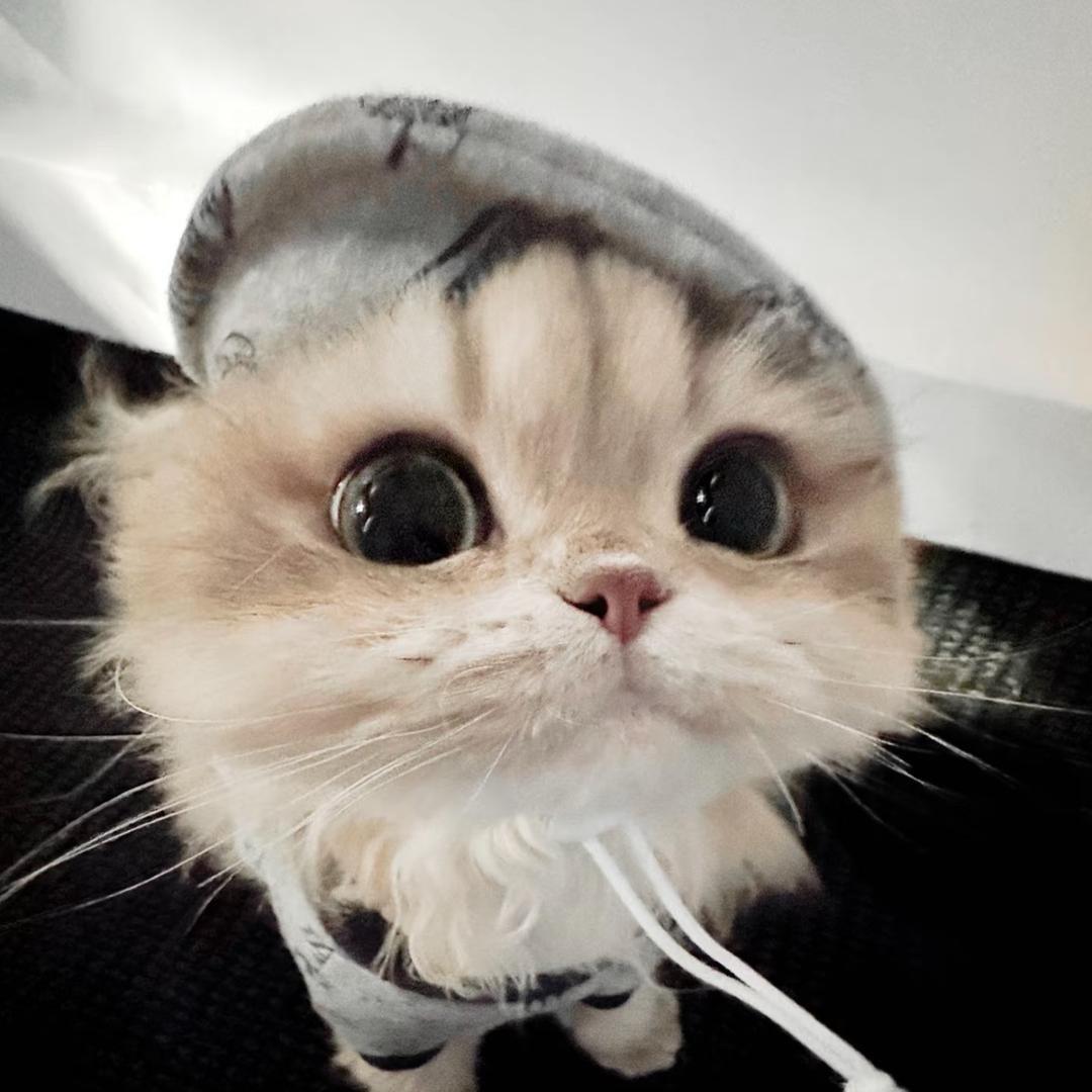 呆呆7