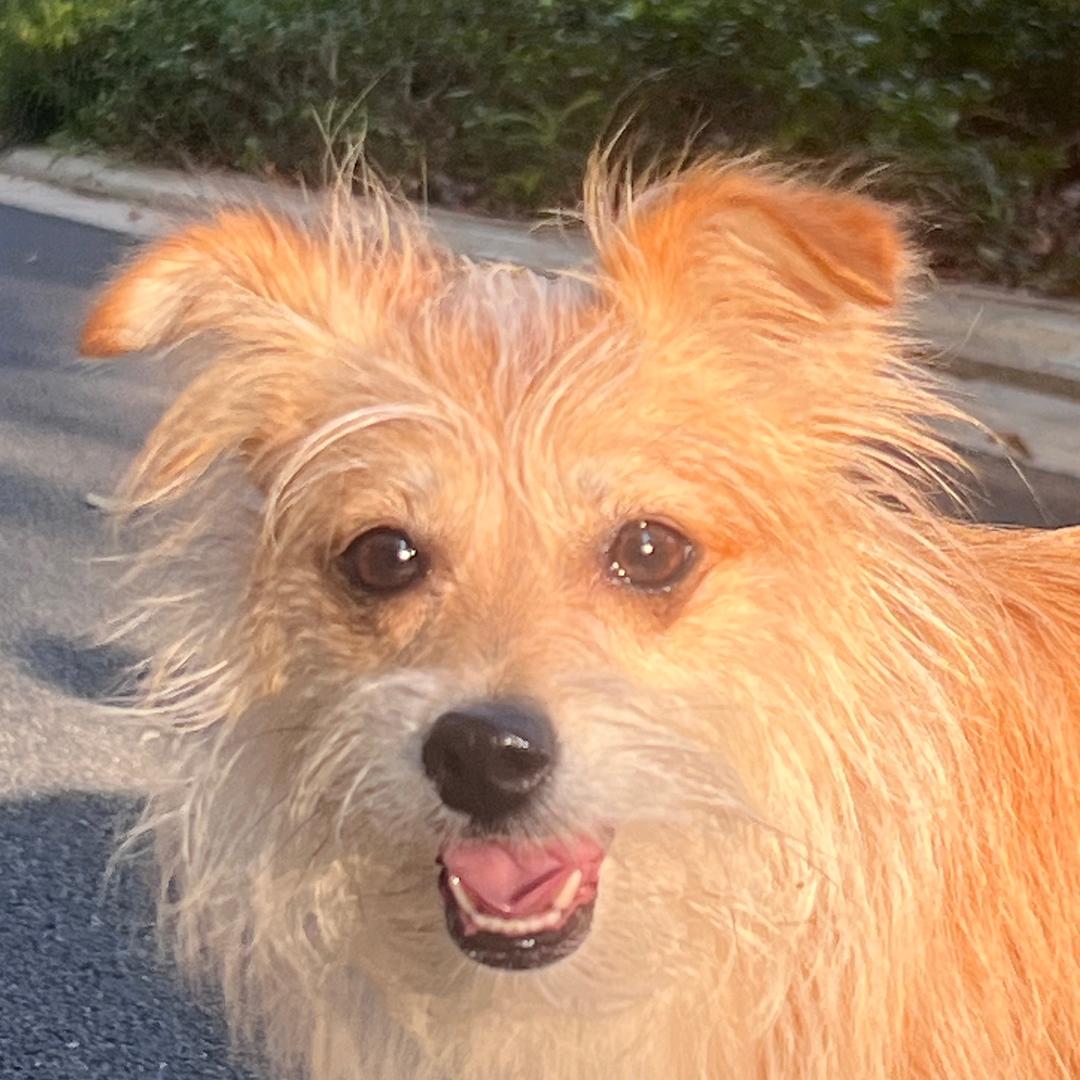 听着很大漂亮！