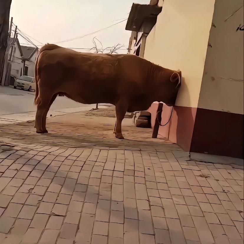 性感芭比李逵