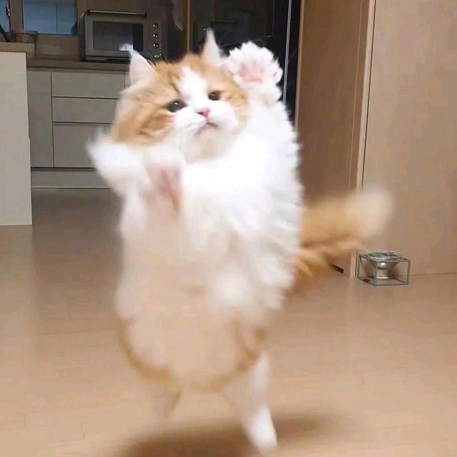 星然🐾