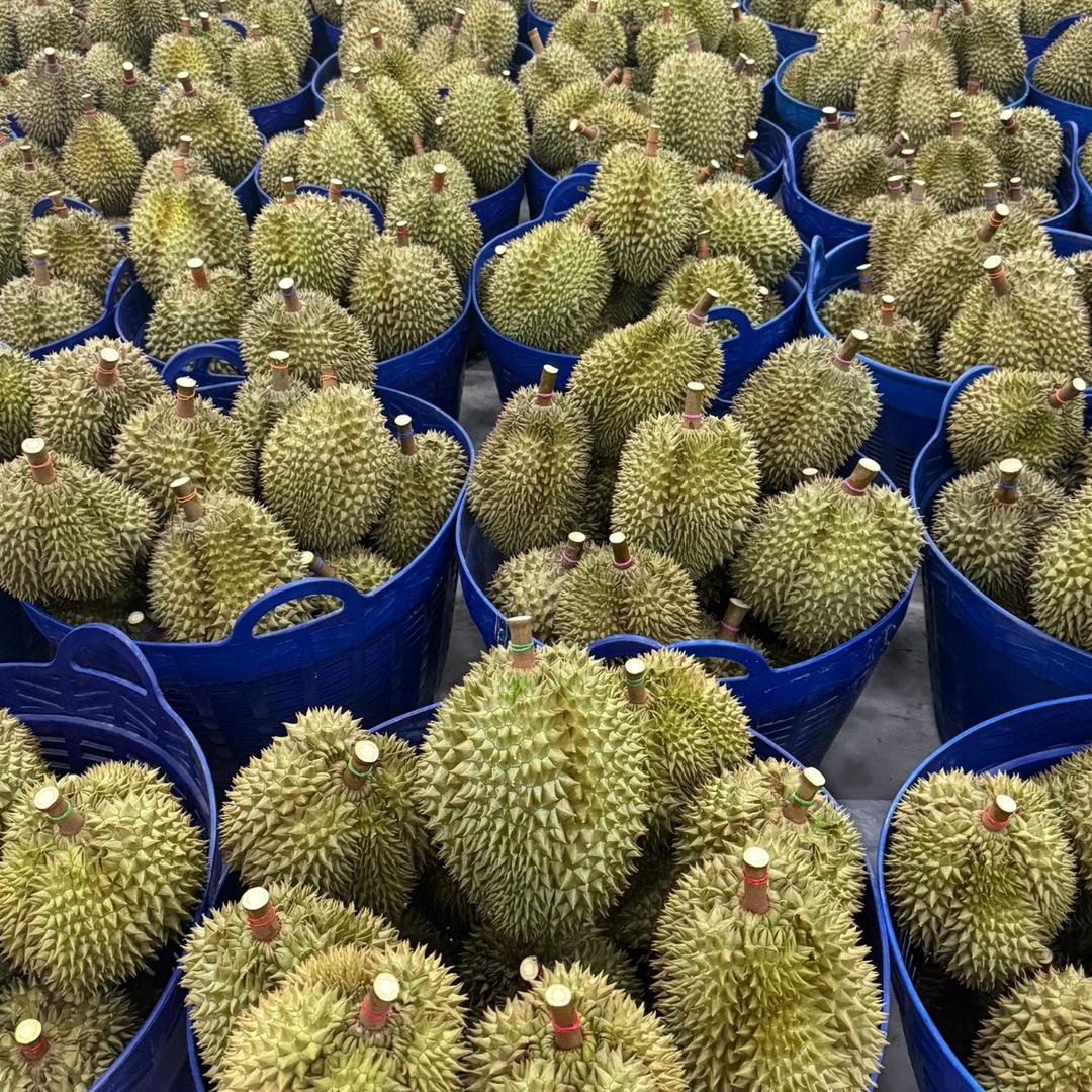 鲜果现发采摘基地