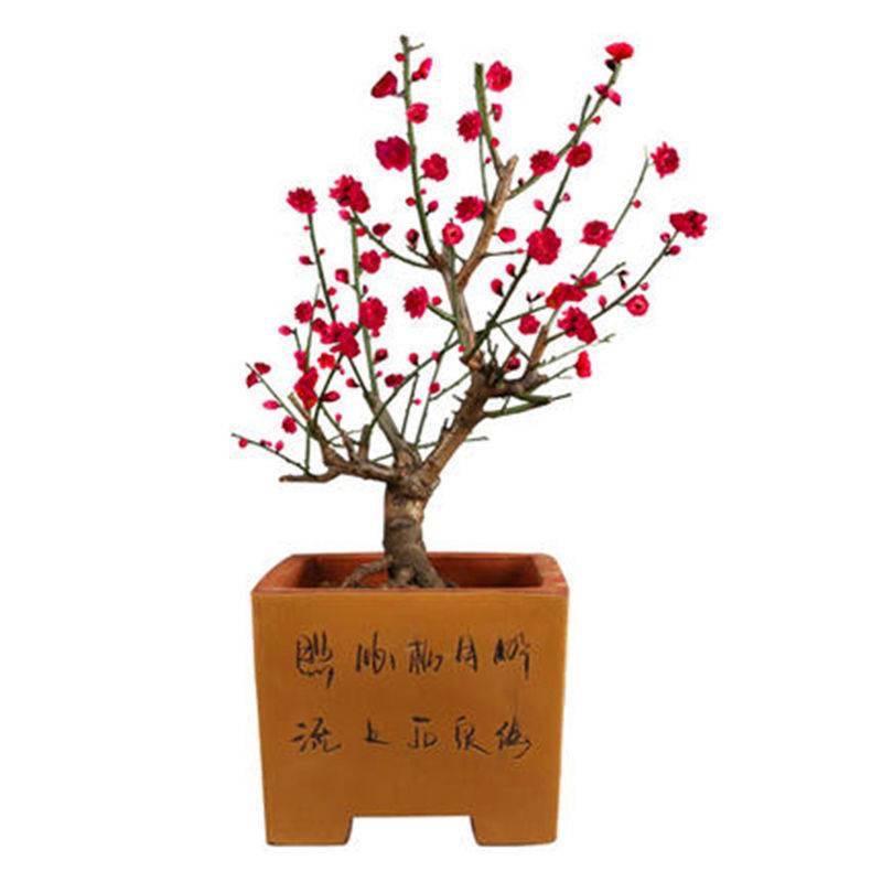 萤火虫盆景园艺