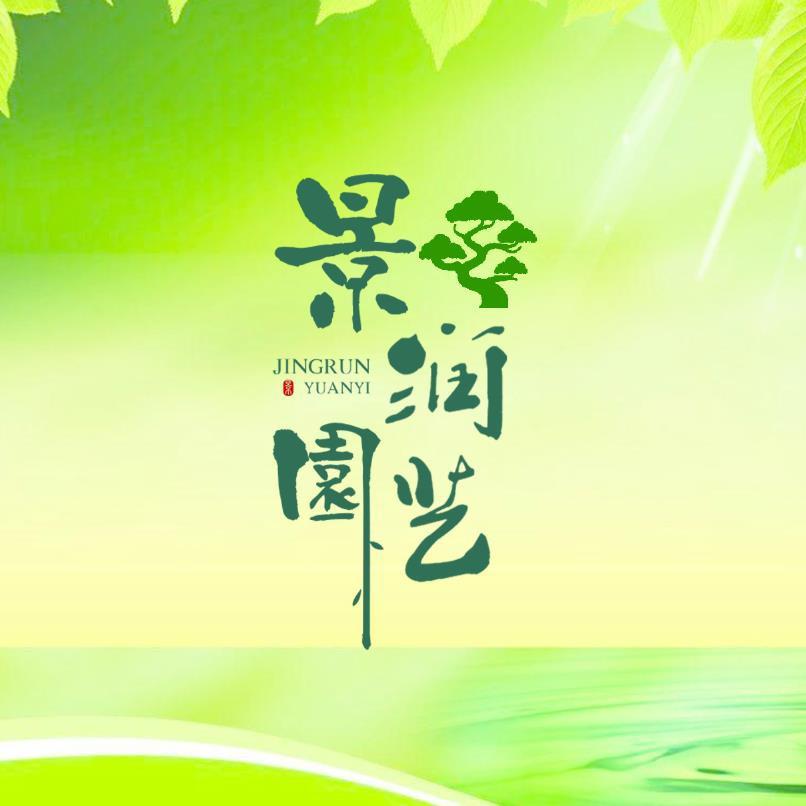 景润黄杨景观树基地