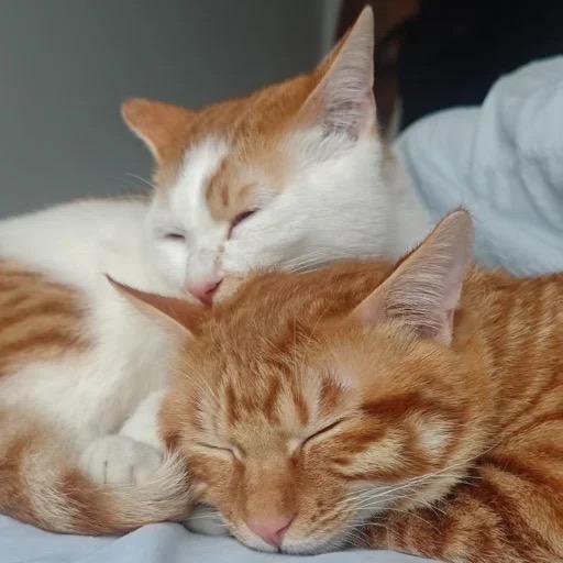 蛋挞和点点的幸福日记