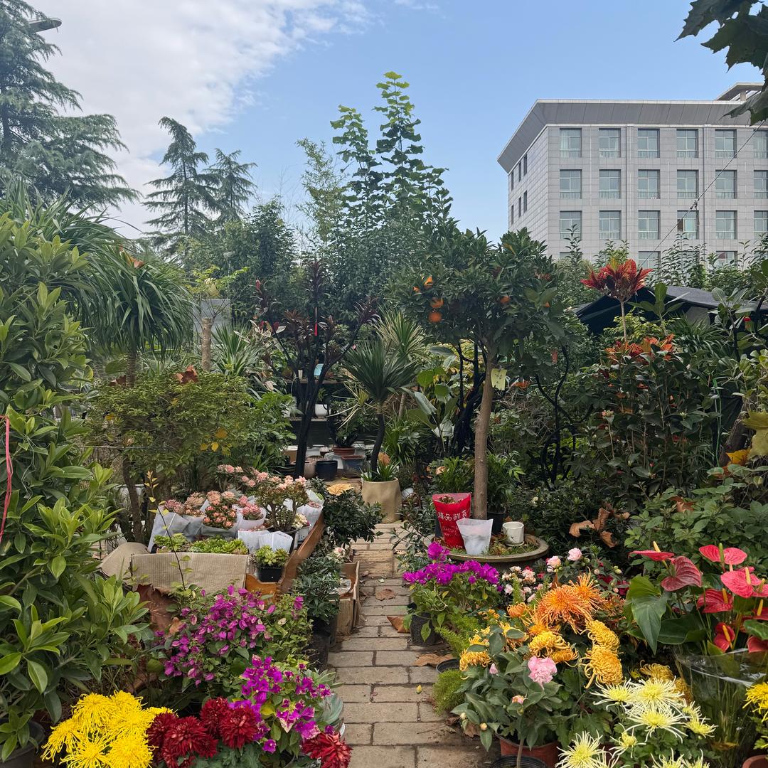 金多多爱养花🌴