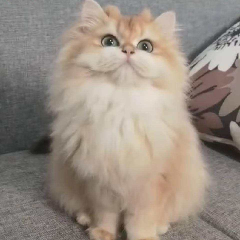 小镇舍长