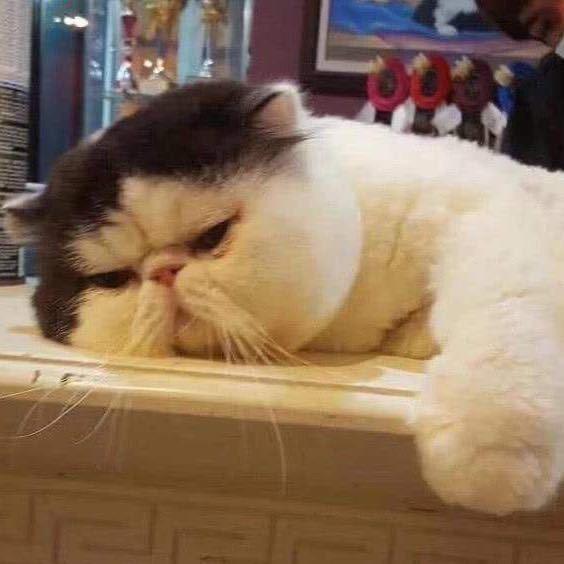 小不点