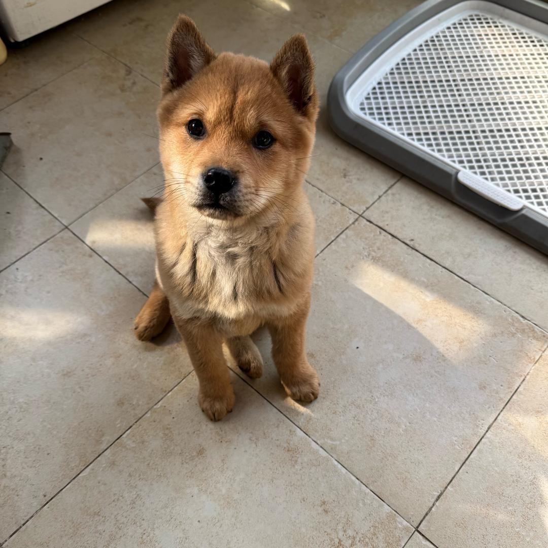 土猎犬🐕拿铁