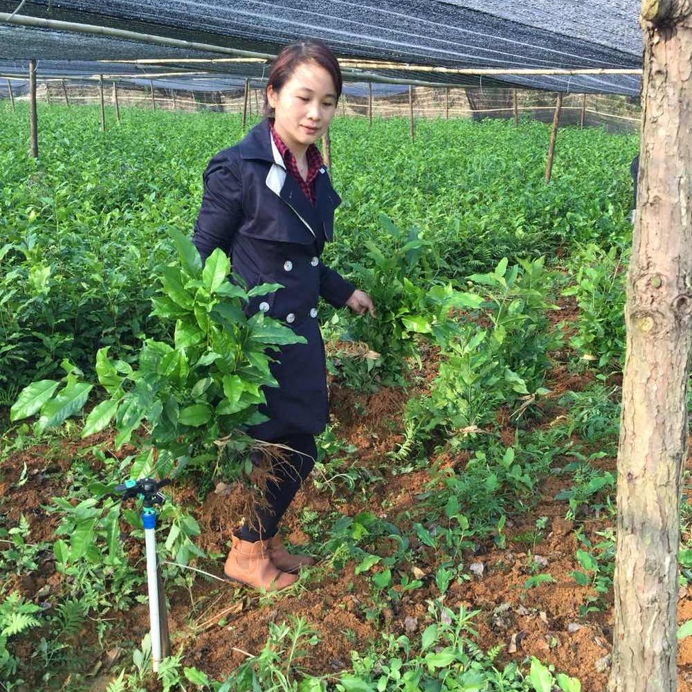 小玲姐英德红茶