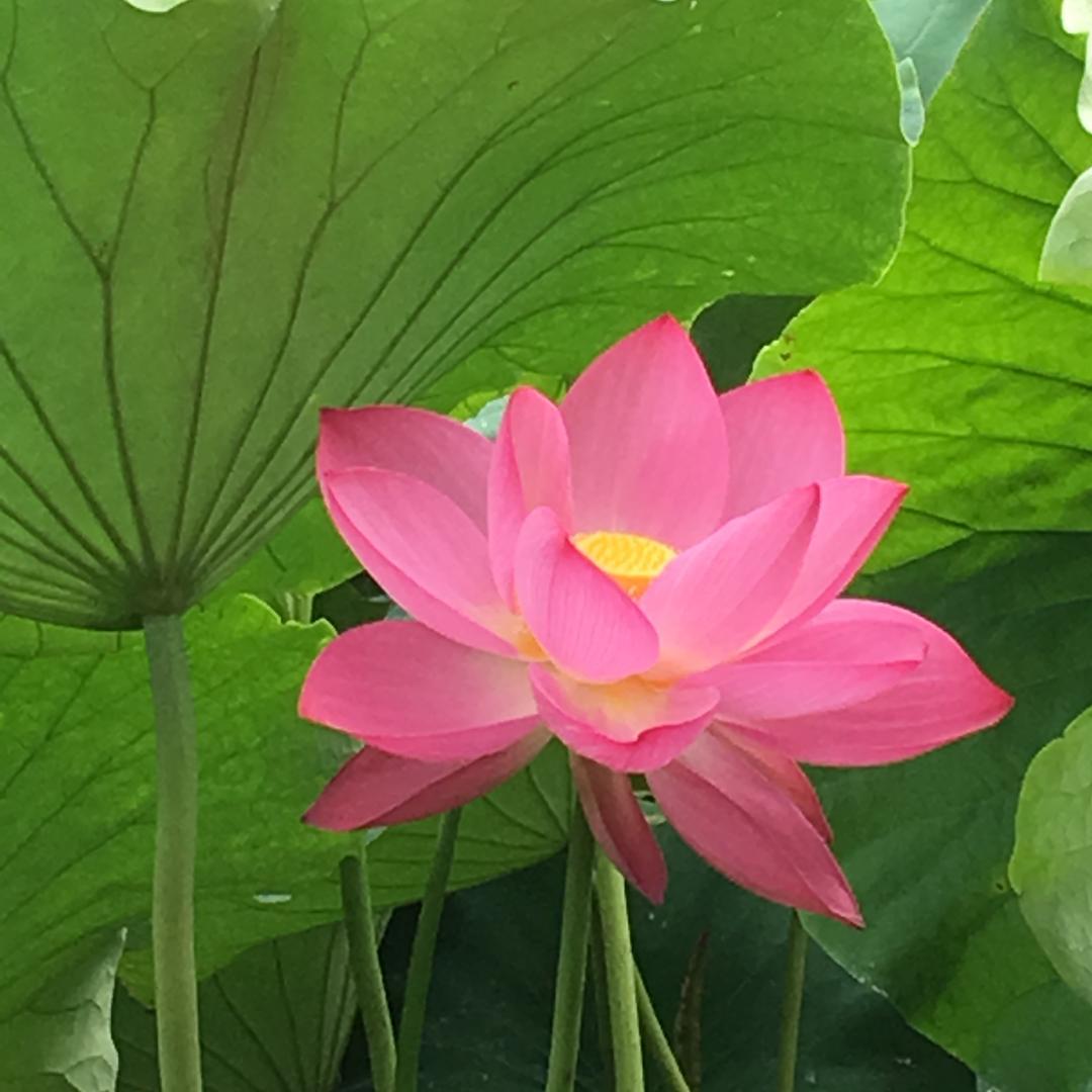 平常心.杨