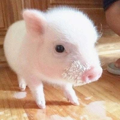 张少