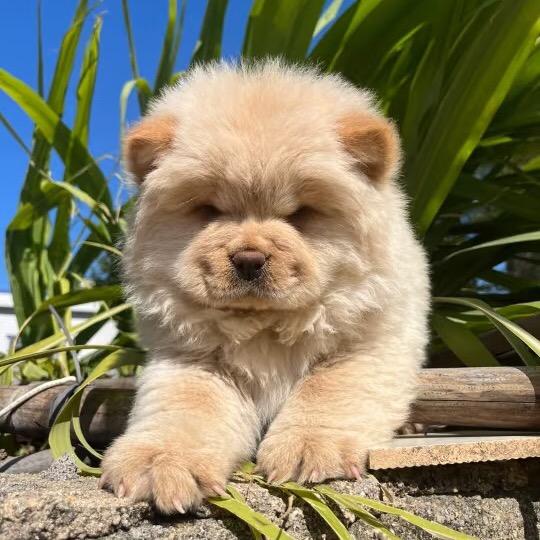 小松狮（买🐶丝v）