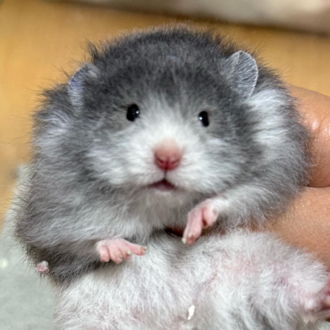 阿瓒🧸Chengzan0