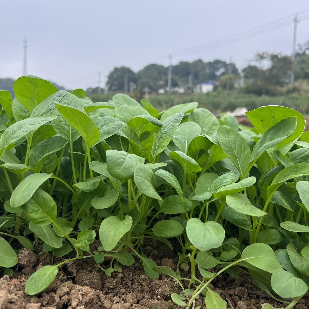 苗苗生活的必须品