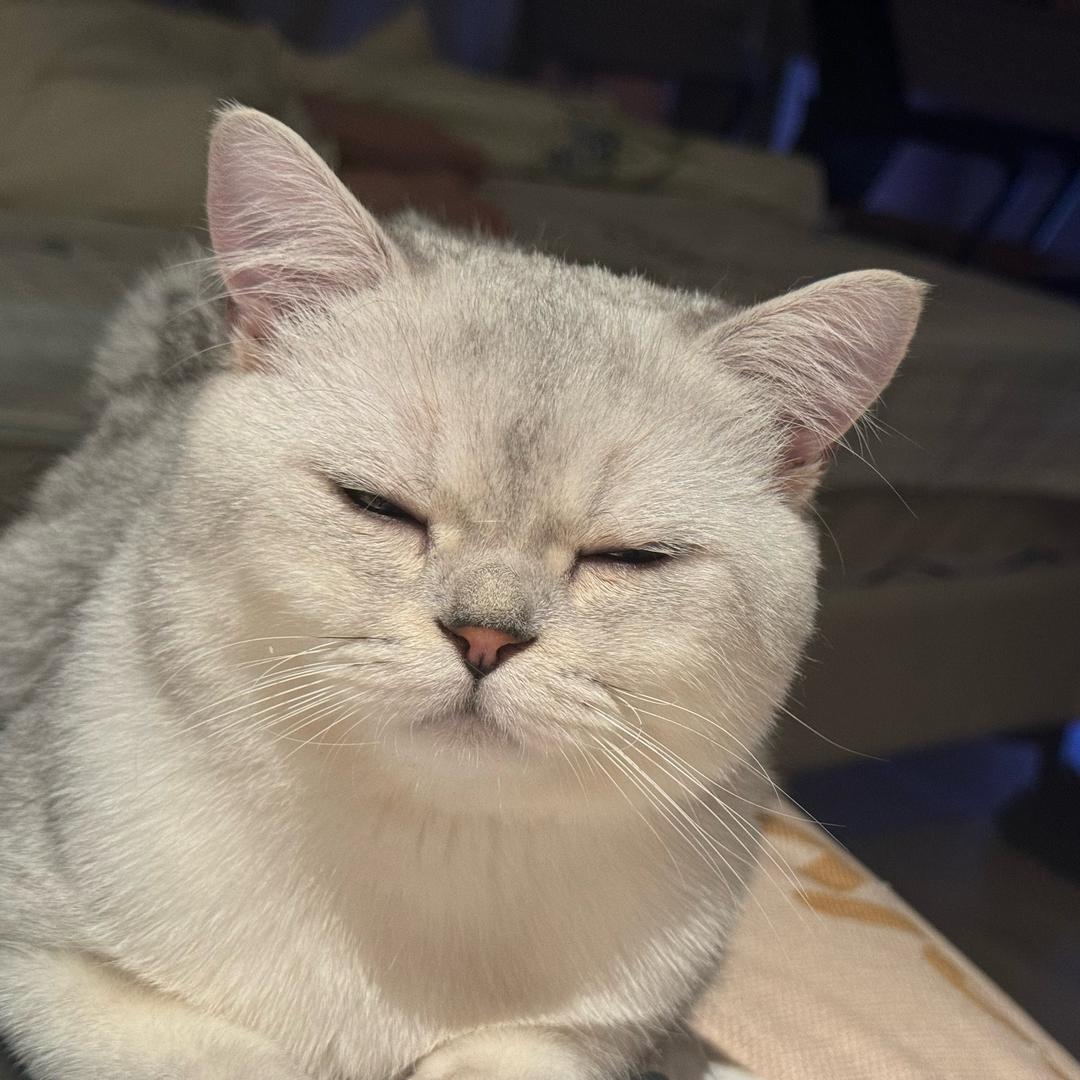 豆包是小猫