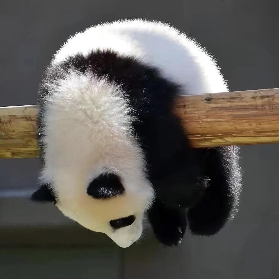 我嘞个痘啊🤪