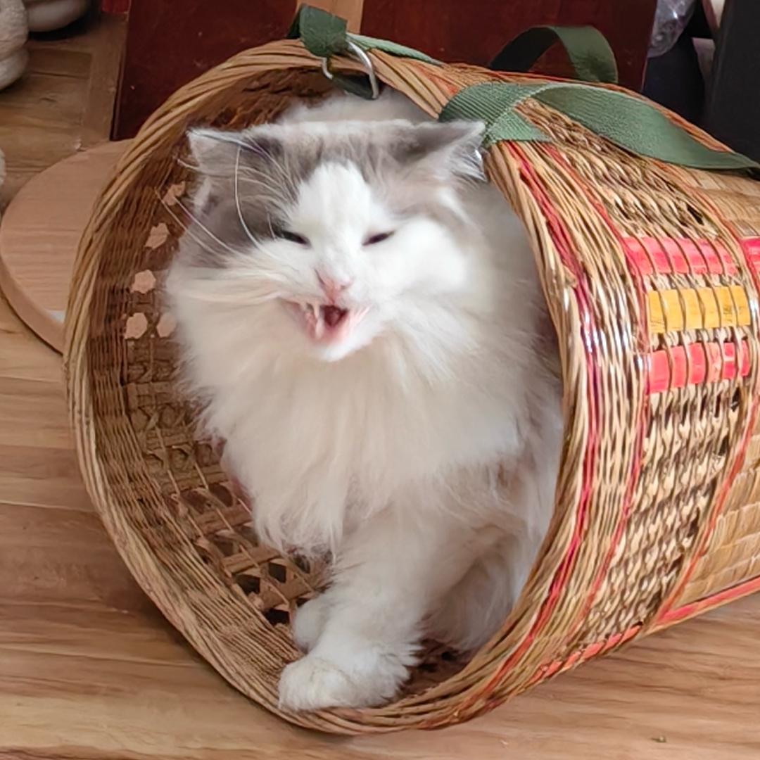 骑着牦牛当牛马的小胡