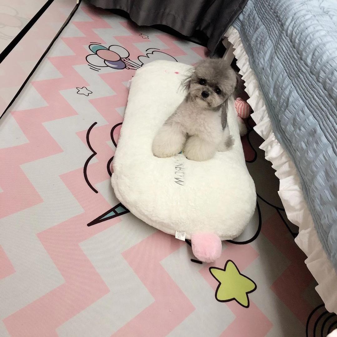 福福是只猪